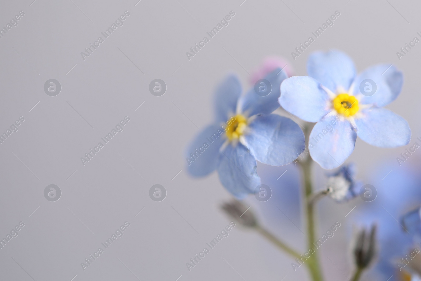 Photo of Beautiful forget-me-not flowers on grey background, closeup. Space for text