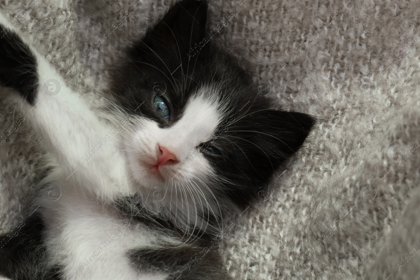 Photo of Cute baby kitten lying on cozy blanket, top view