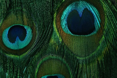 Photo of Beautiful bright peacock feathers as background, closeup