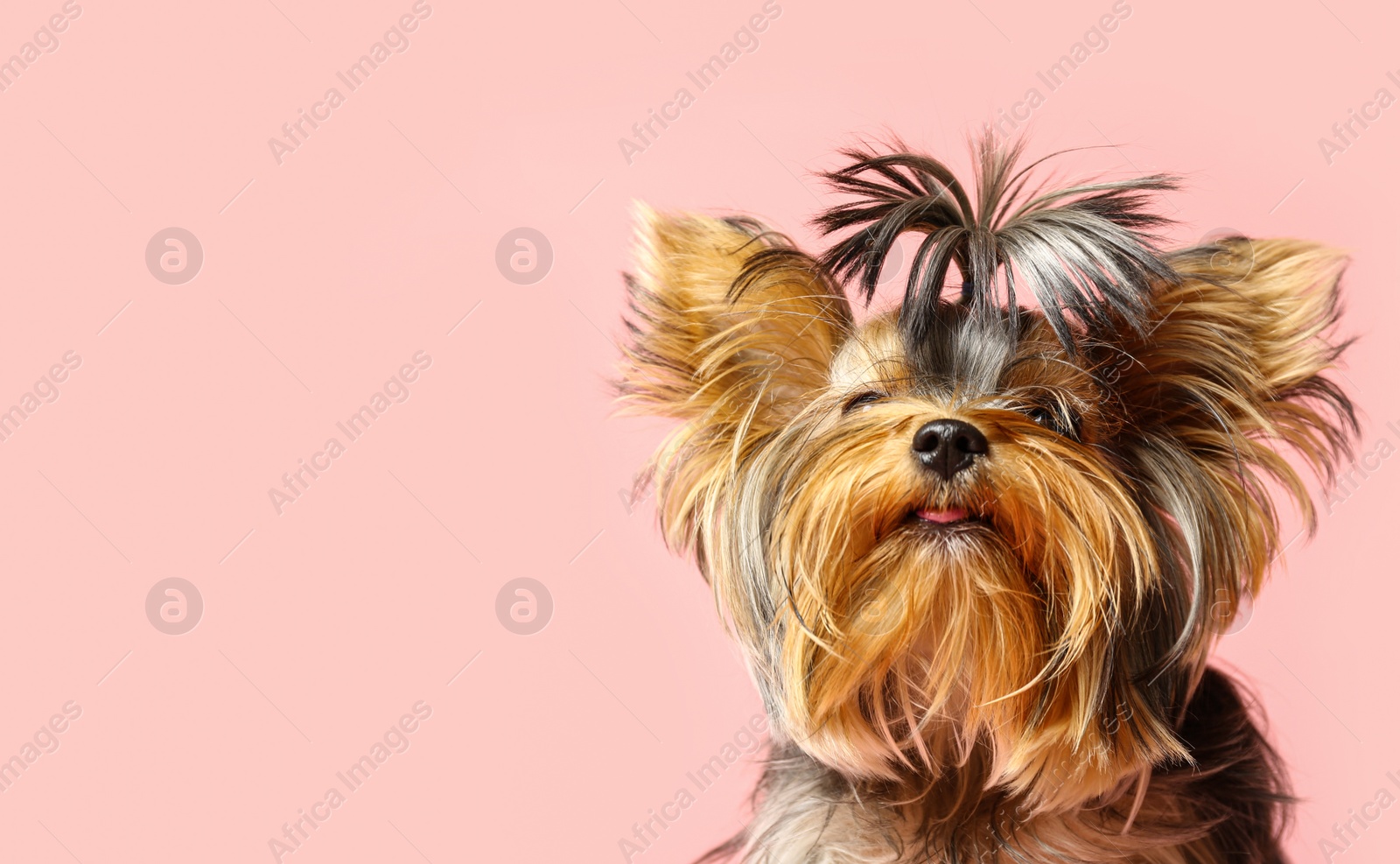 Photo of Adorable Yorkshire terrier on pink background, space for text. Cute dog