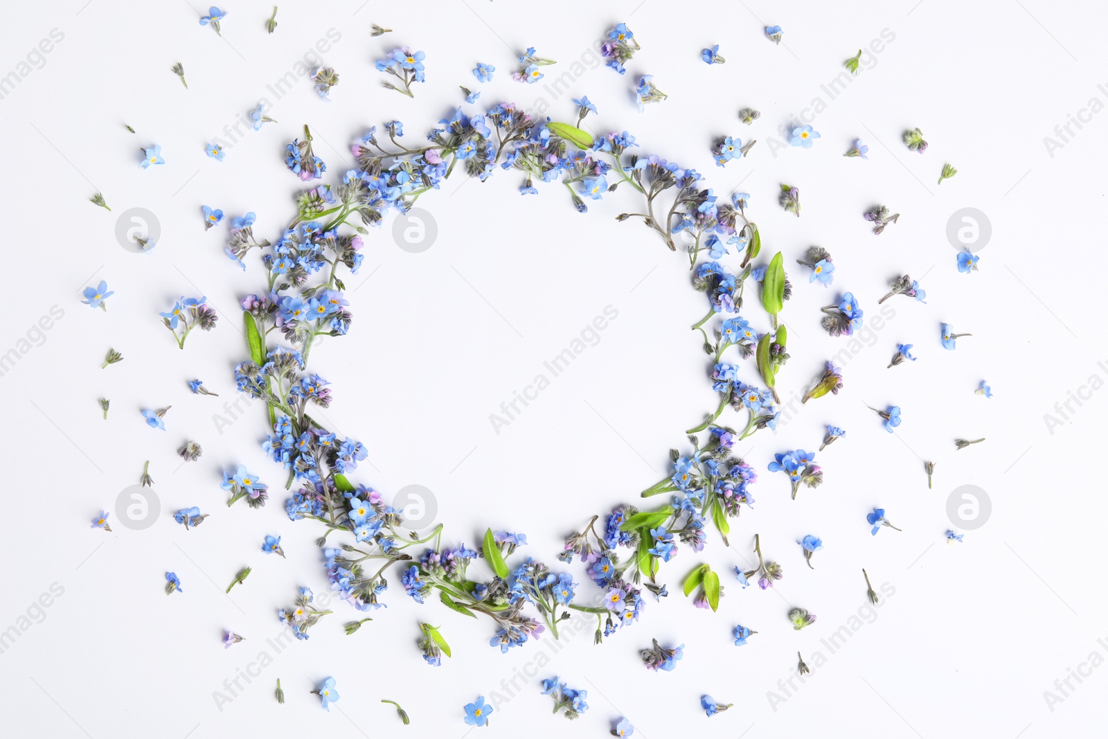 Photo of Round frame of beautiful forget-me-not flowers on white background, top view. Space for text