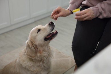 Photo of Woman giving bone shaped pill to cute dog at home, closeup. Vitamins for animal