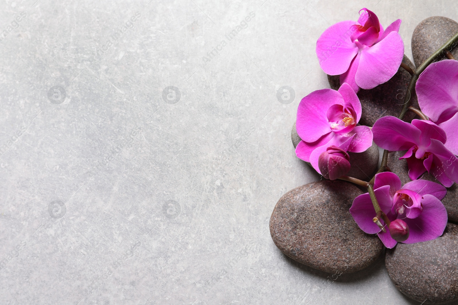 Photo of Composition with spa stones and orchid flowers on grey background. Space for text