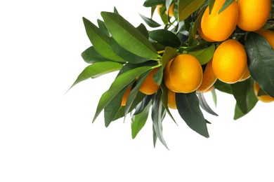 Photo of Kumquat tree branch with ripe fruits isolated on white