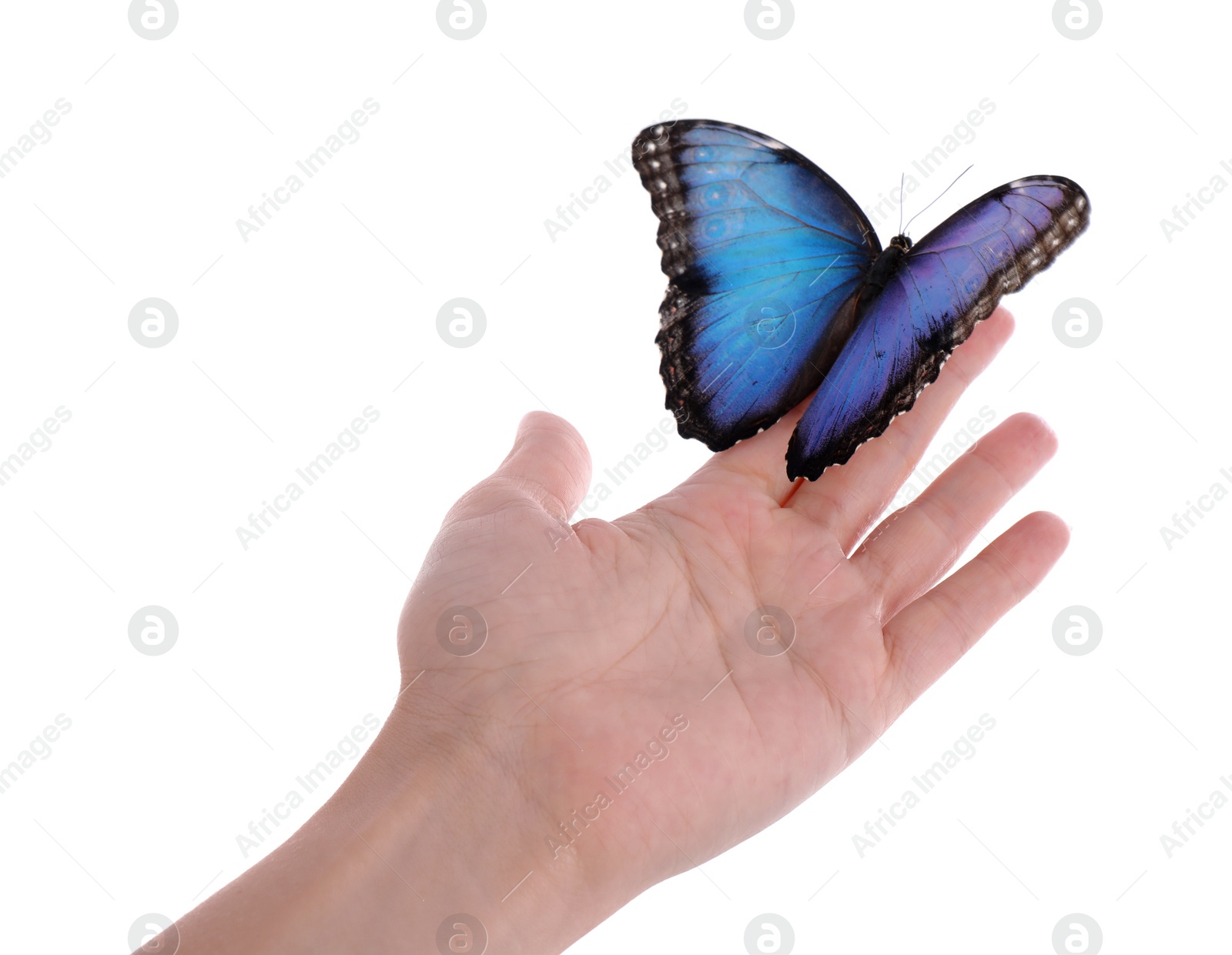 Photo of Woman holding beautiful common morpho butterfly on white background, closeup