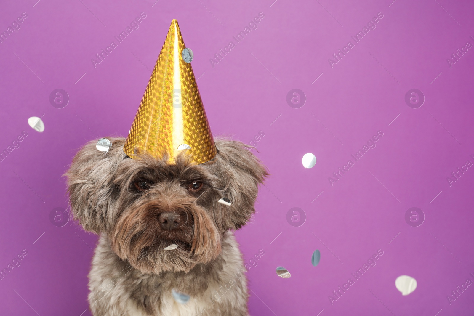 Photo of Cute Maltipoo dog wearing party hat and confetti on violet background, space for text. Lovely pet