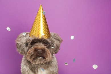Photo of Cute Maltipoo dog wearing party hat and confetti on violet background, space for text. Lovely pet