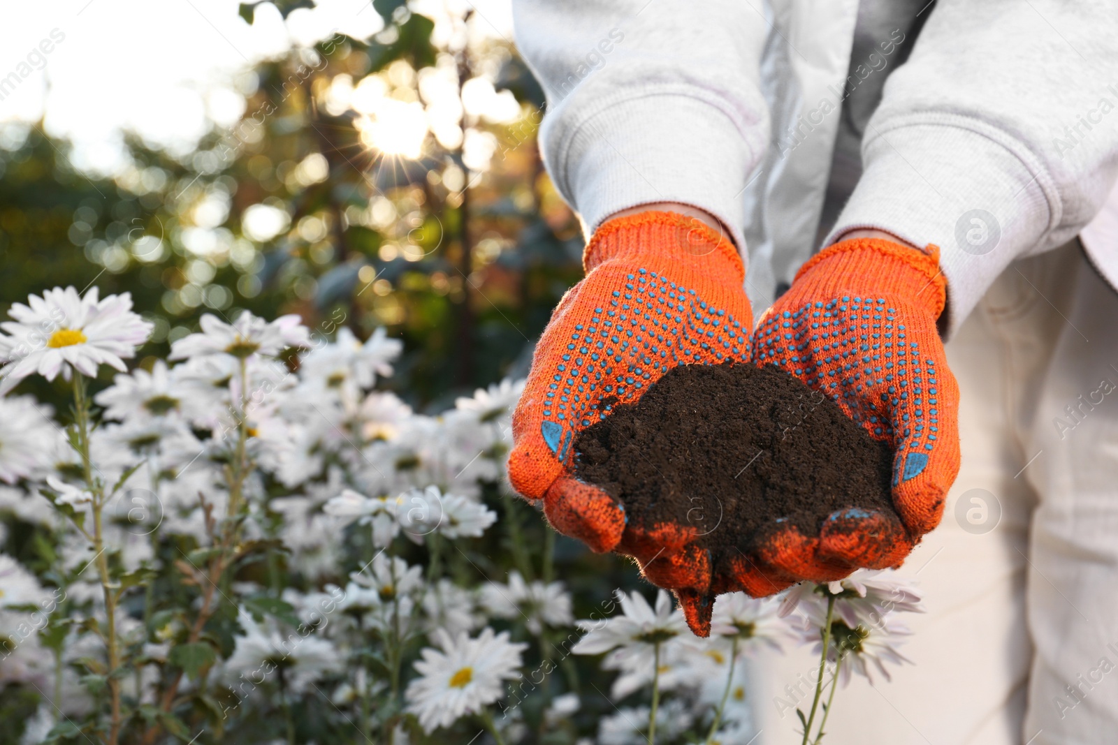 Photo of Woman in gardening gloves holding pile of soil outdoors, closeup