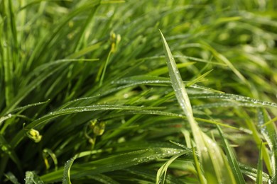 Photo of Green grass with water drops outdoors, closeup