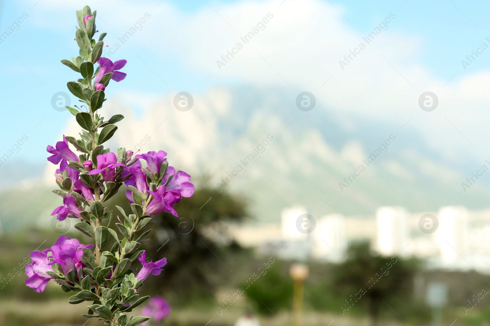 Photo of Beautiful wild plant with blooming purple flowers and blurred city near mountain on background, space for text