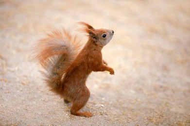 Photo of Cute red fluffy squirrel outdoors. Wild rodent