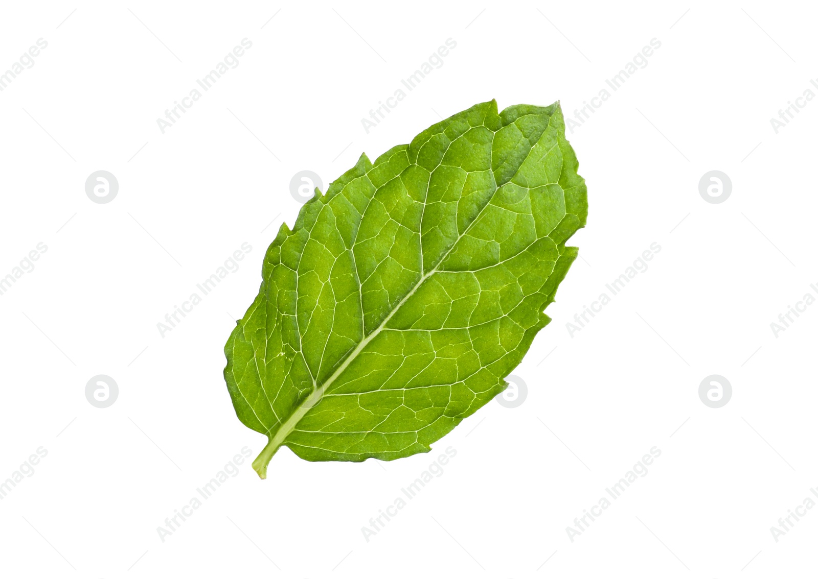 Photo of Aromatic green mint leaf isolated on white. Fresh herb