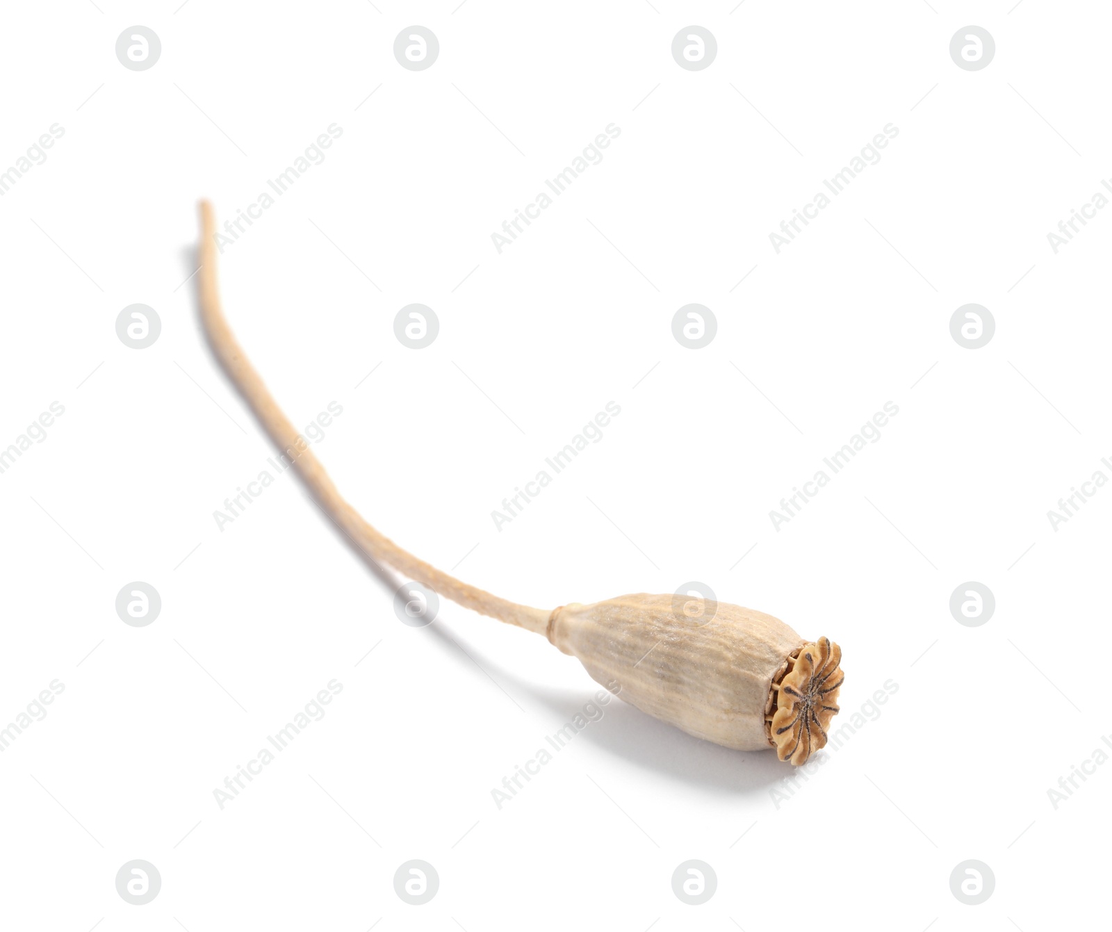 Photo of Dry poppy head with seeds on white background