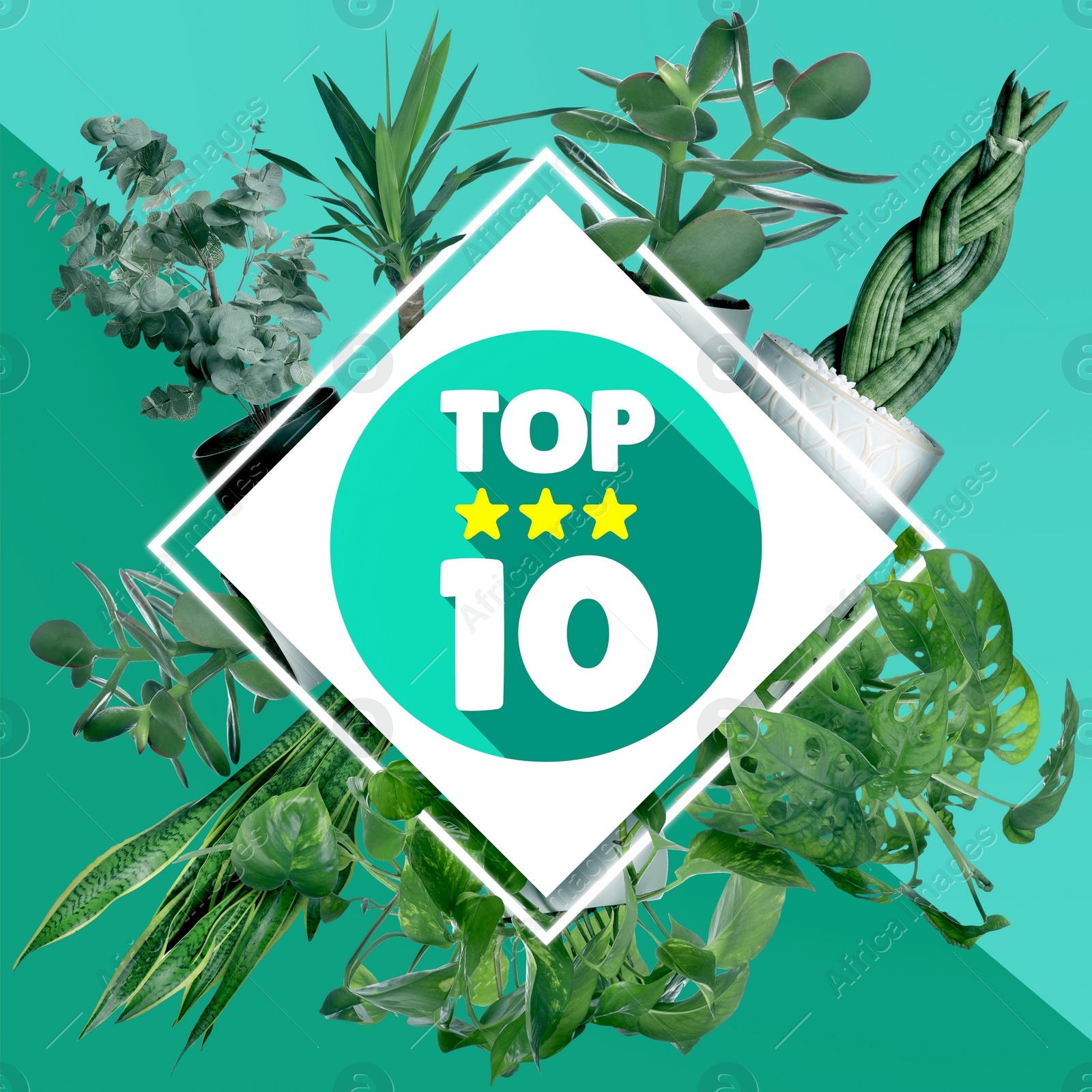 Image of Top ten list of houseplants on teal and turquoise background