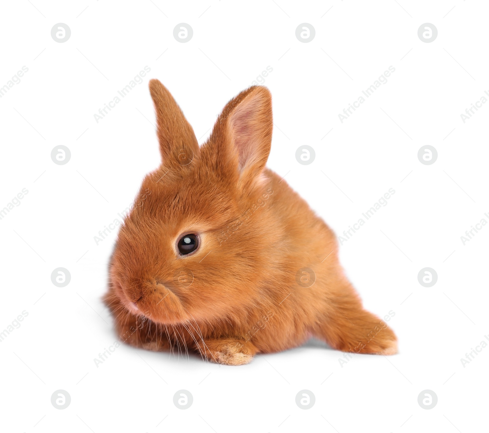 Image of Adorable fluffy Easter bunny on white background