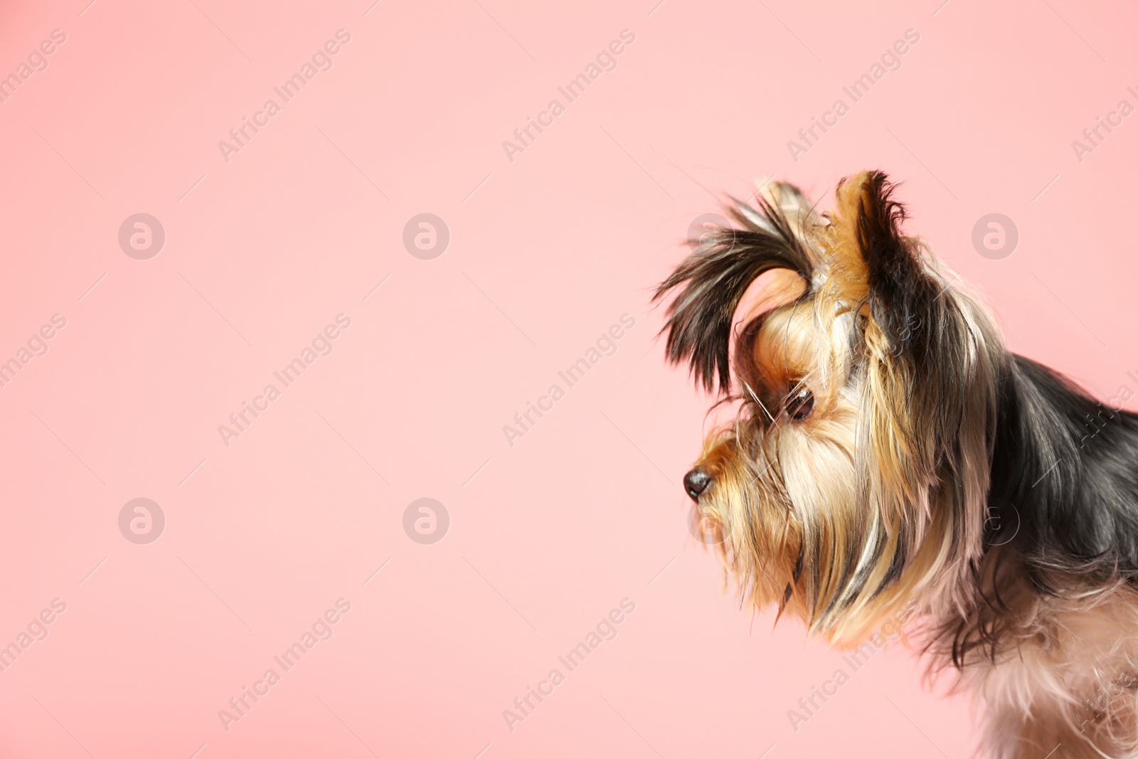 Photo of Adorable Yorkshire terrier on pink background, space for text. Cute dog