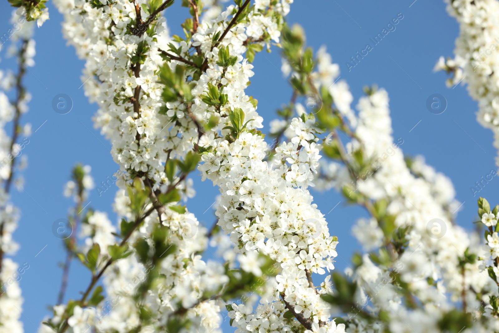 Photo of Branches of blossoming cherry plum tree against blue sky, closeup