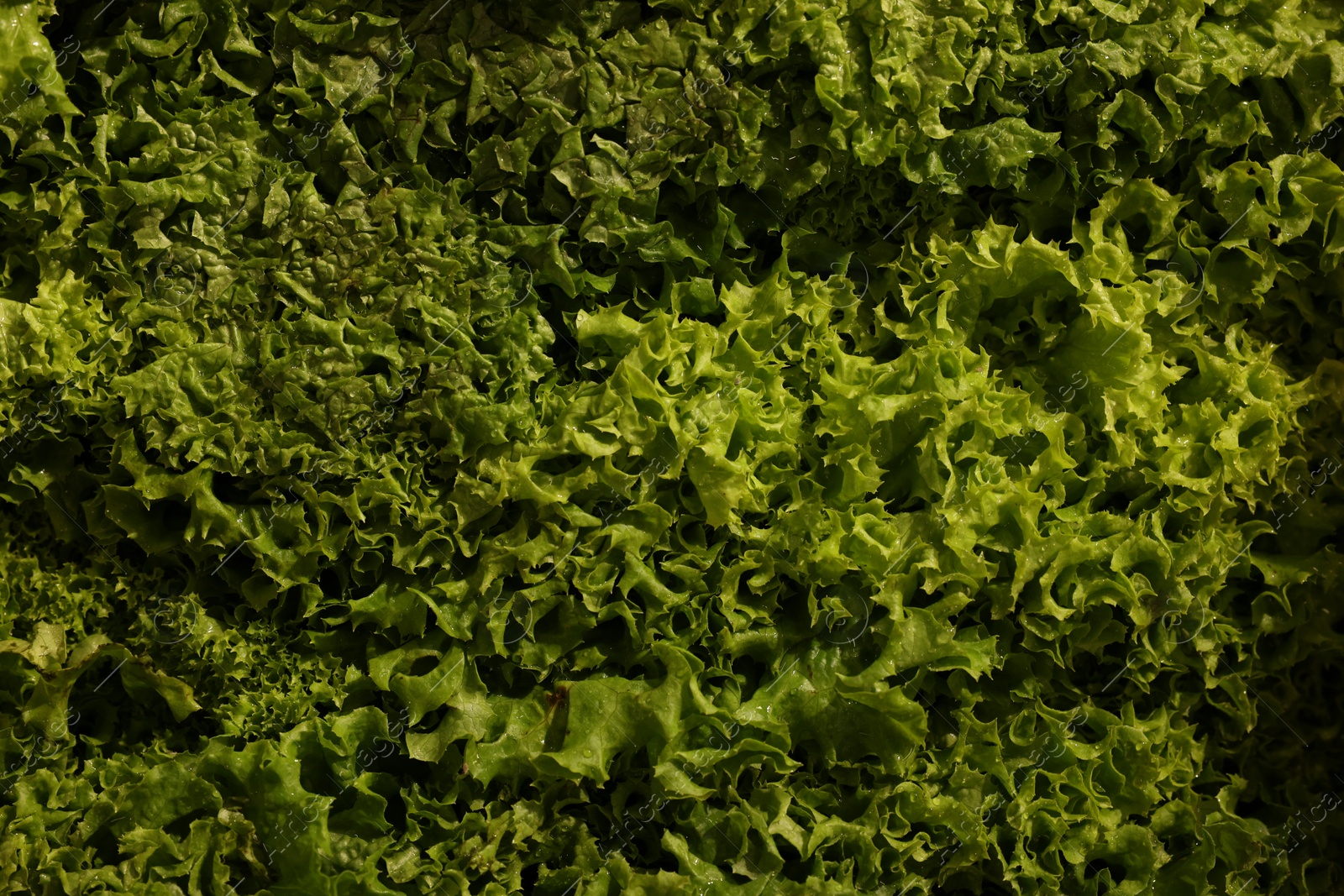 Photo of Fresh green lettuce leaves as background, top view