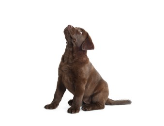 Photo of Cute chocolate Labrador Retriever puppy on white background