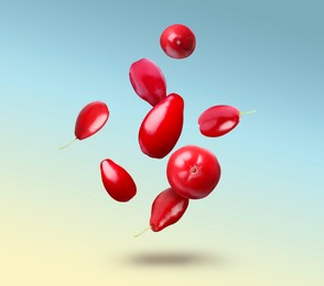 Image of Fresh red dogwood berries falling on light blue yellow gradient background