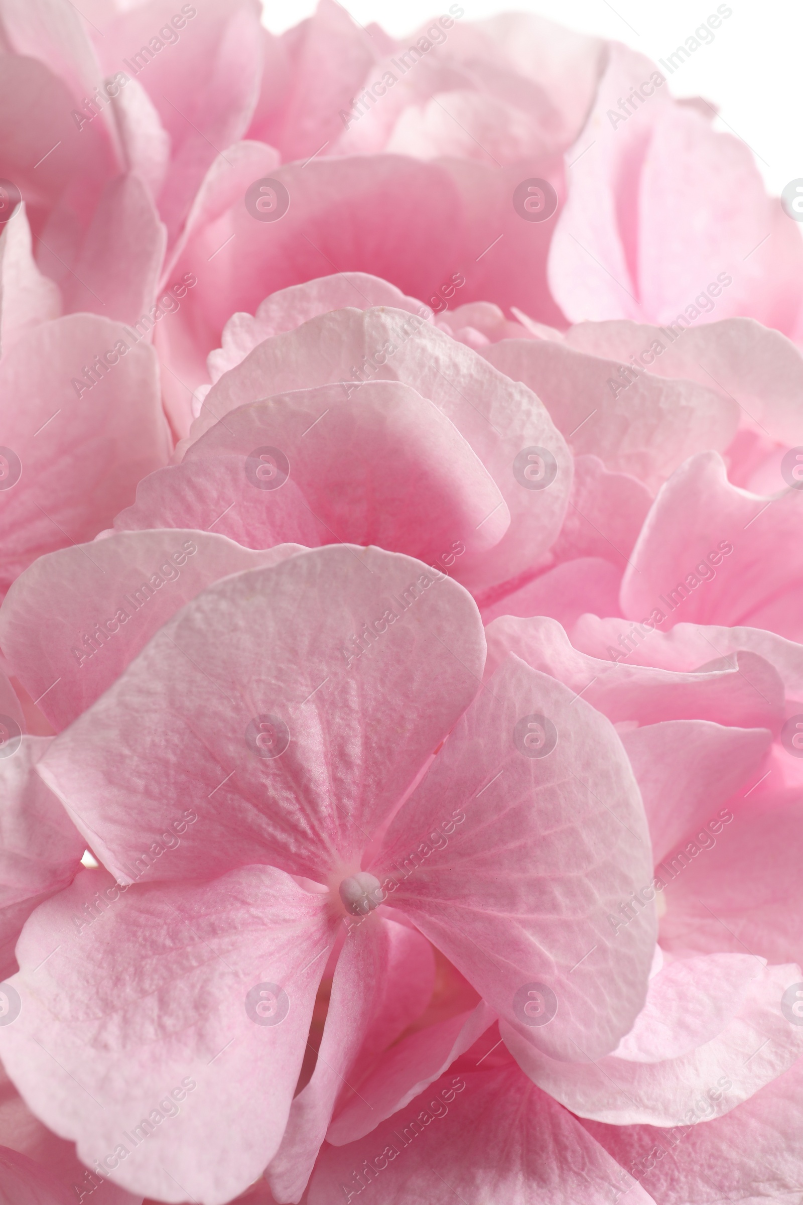 Photo of Beautiful pink hortensia flowers as background, closeup