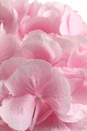 Beautiful pink hortensia flowers as background, closeup