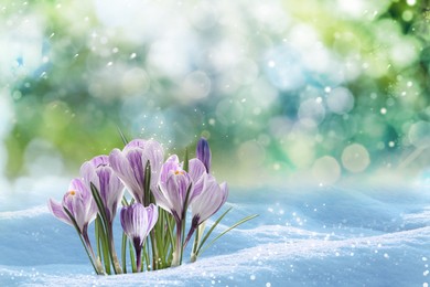 Beautiful spring crocus flowers growing through snow outdoors on sunny day, space for text