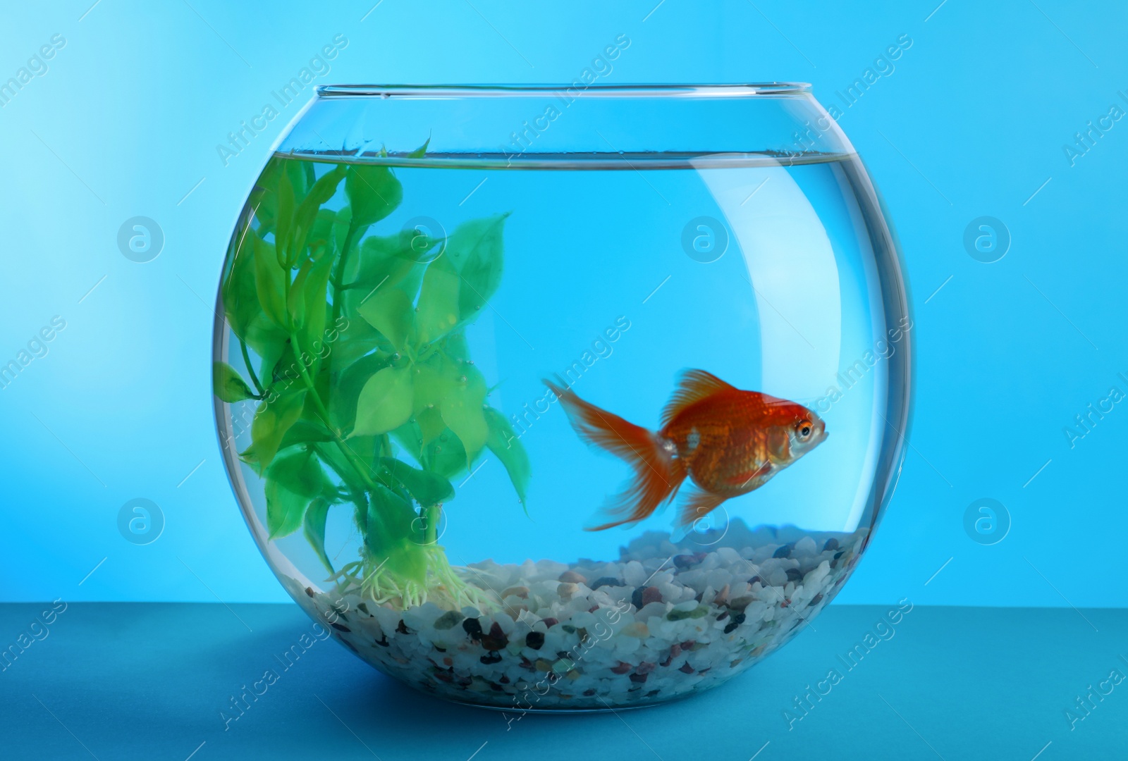 Photo of Beautiful goldfish in round aquarium with decorative plant and pebbles on blue background