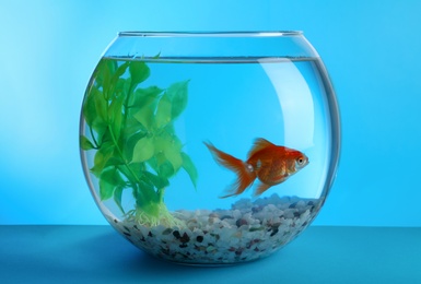Photo of Beautiful goldfish in round aquarium with decorative plant and pebbles on blue background