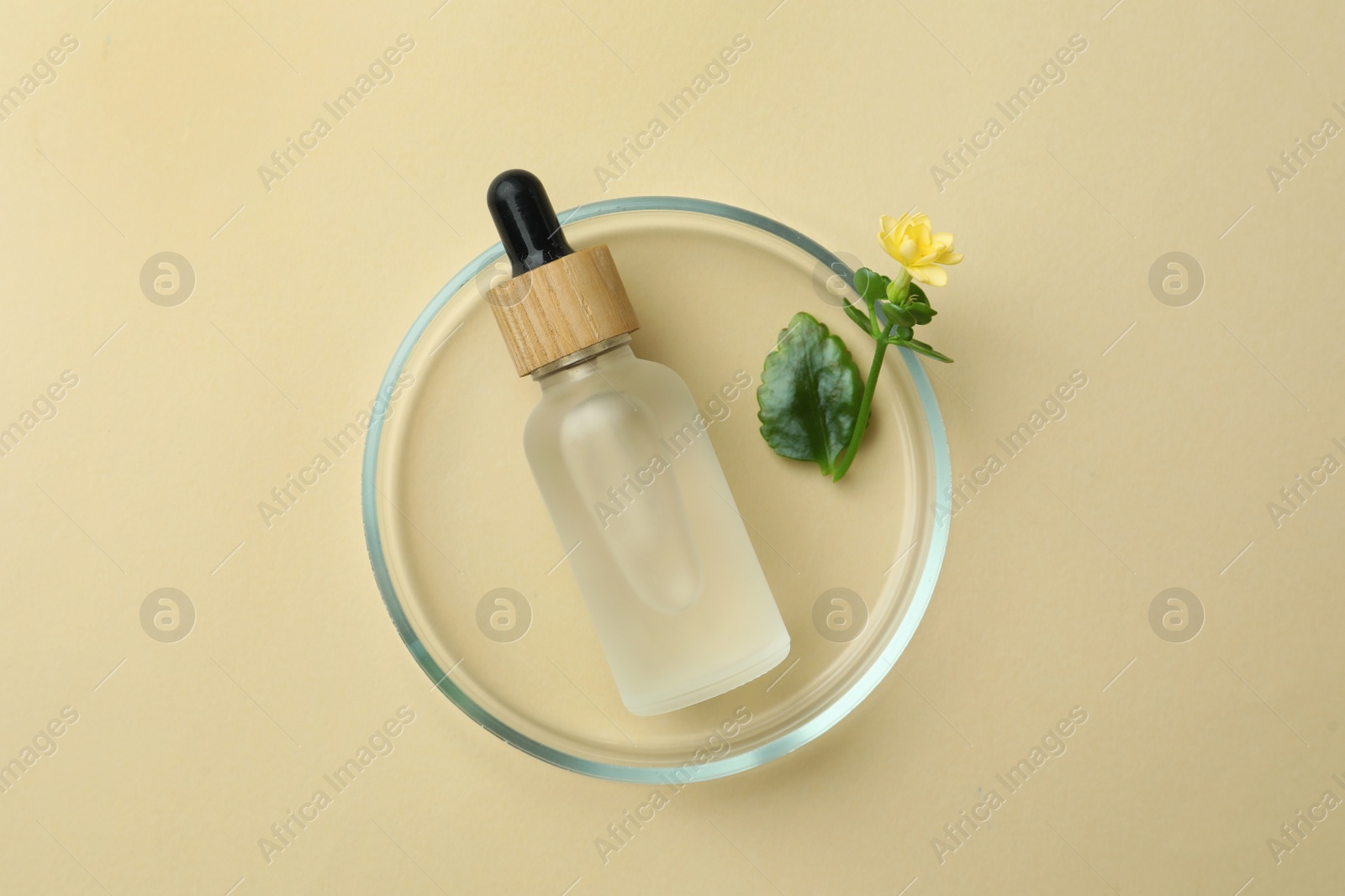 Photo of Petri dish with cosmetic product and flower on beige background, top view