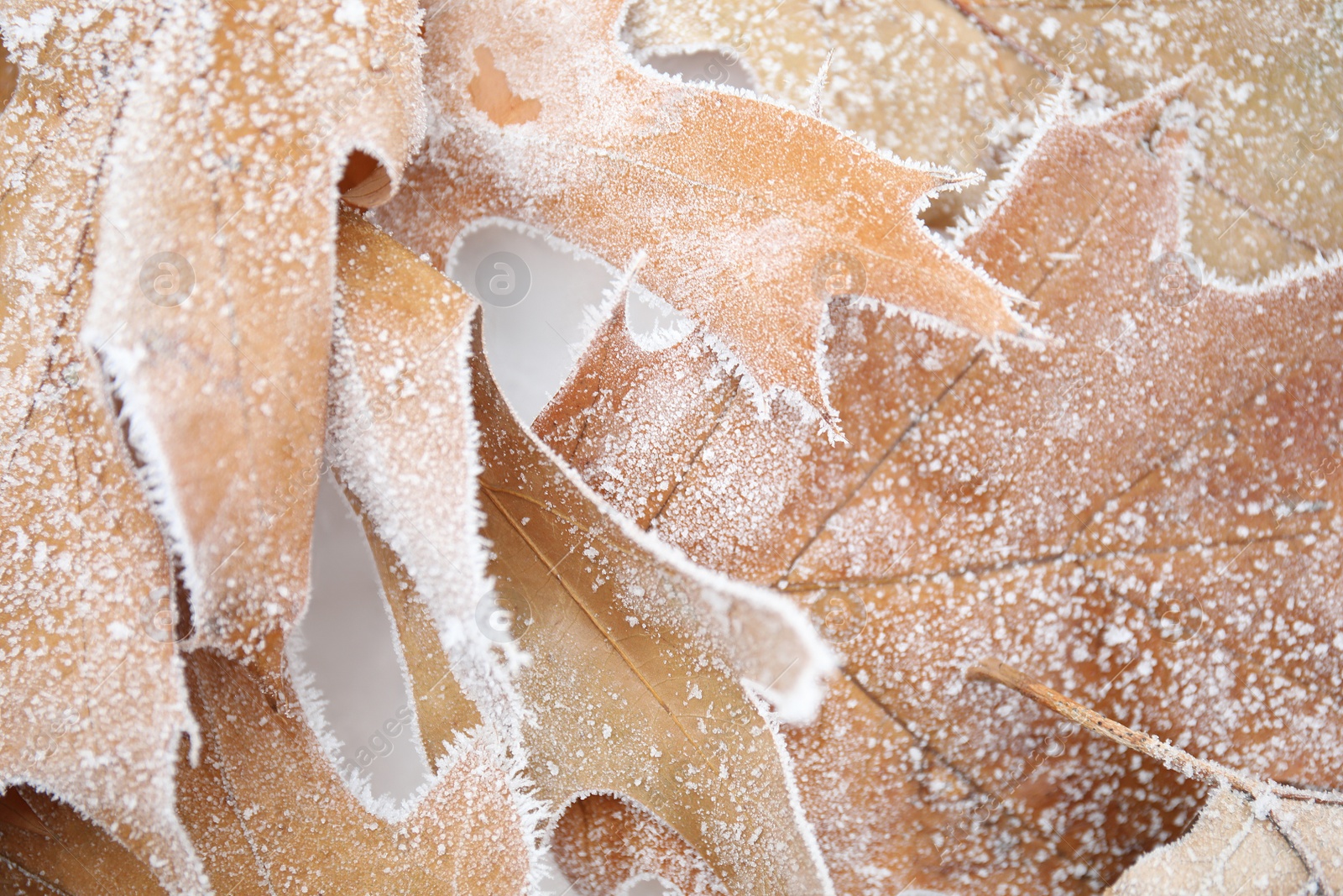 Photo of Dried maple leaves covered with hoarfrost outdoors on cold winter morning, closeup