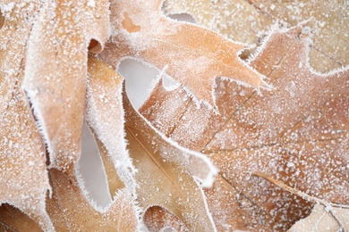 Photo of Dried maple leaves covered with hoarfrost outdoors on cold winter morning, closeup