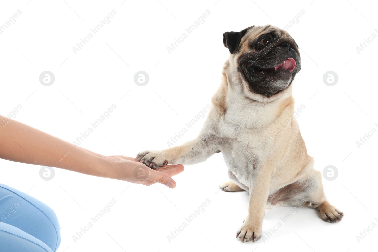 Photo of Woman holding dog's paw on white background, closeup