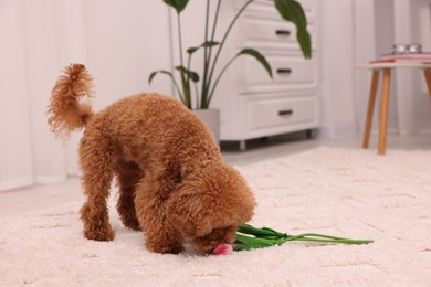 Photo of Cute Maltipoo dog with beautiful tulip flowers at home, space for text. Lovely pet