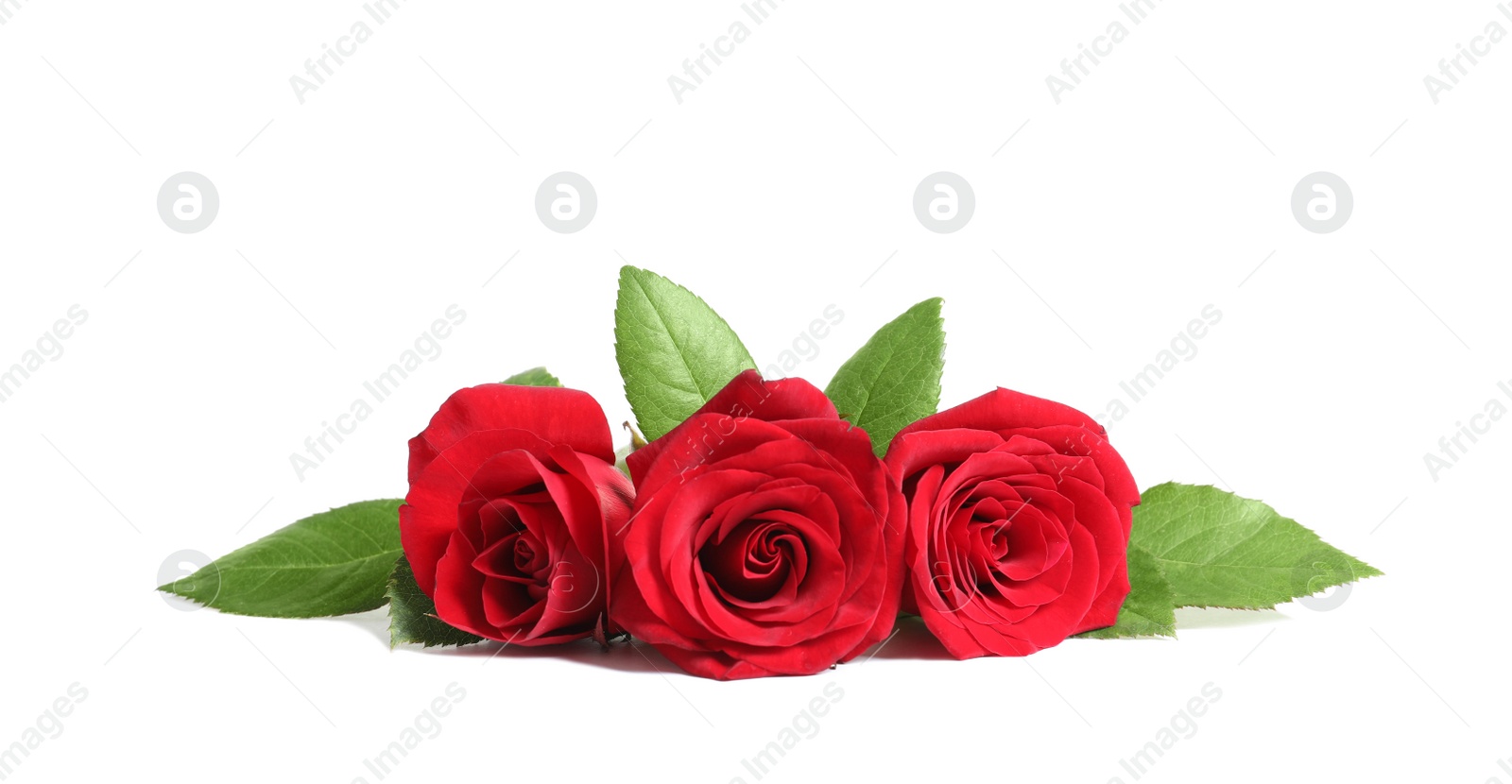 Photo of Beautiful red rose flowers on white background
