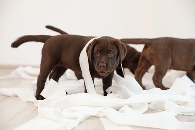 Cute chocolate Labrador Retriever puppies with torn paper indoors