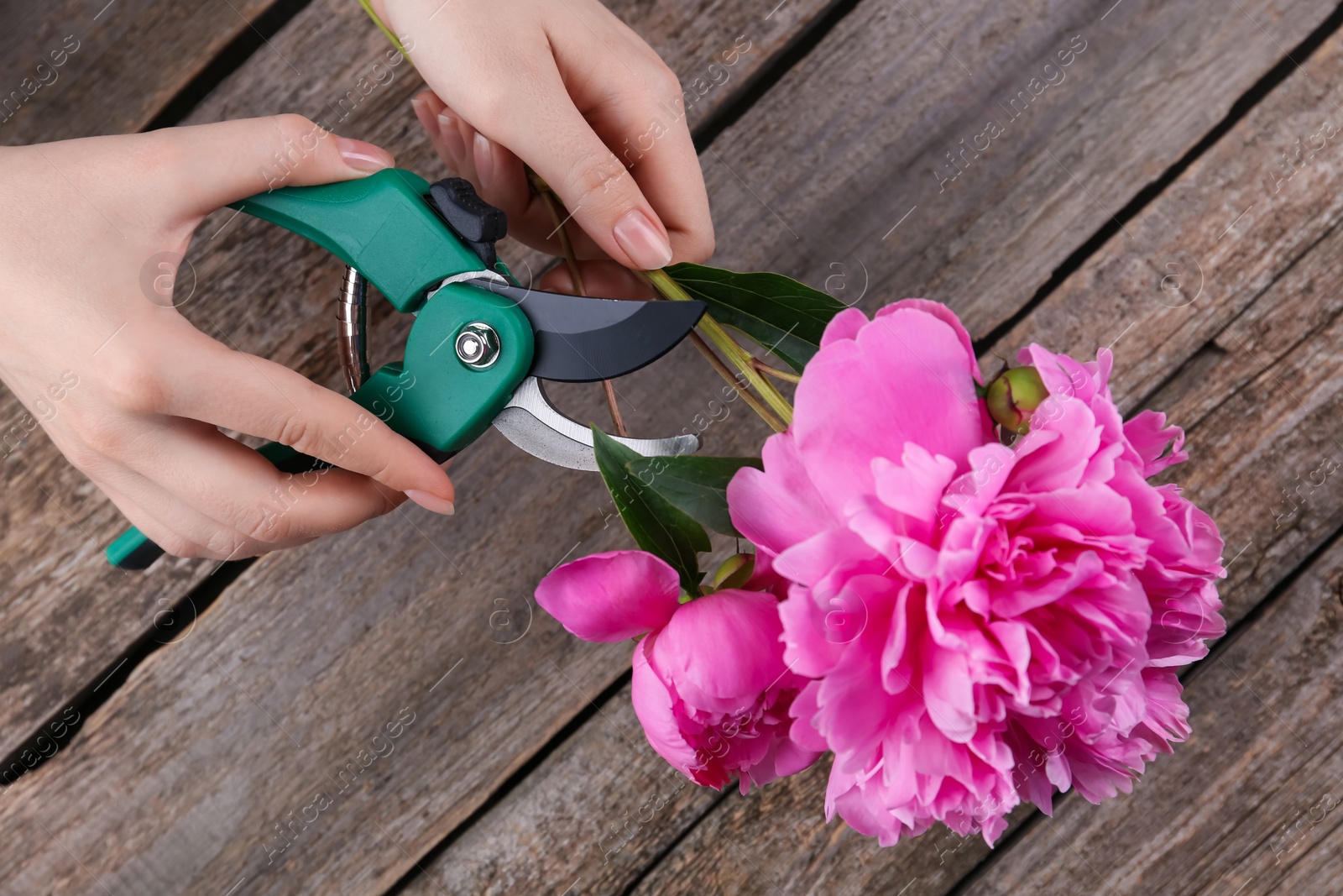 Photo of Woman trimming beautiful pink peonies with secateurs at wooden table, closeup