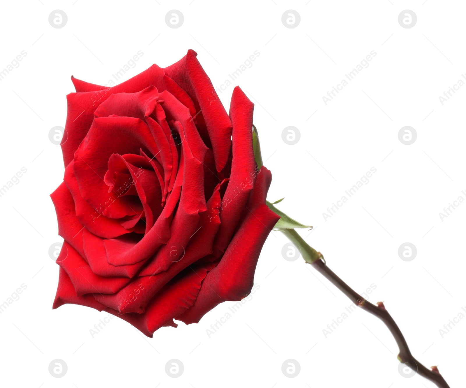 Photo of Beautiful fresh red rose isolated on white