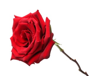 Photo of Beautiful fresh red rose isolated on white