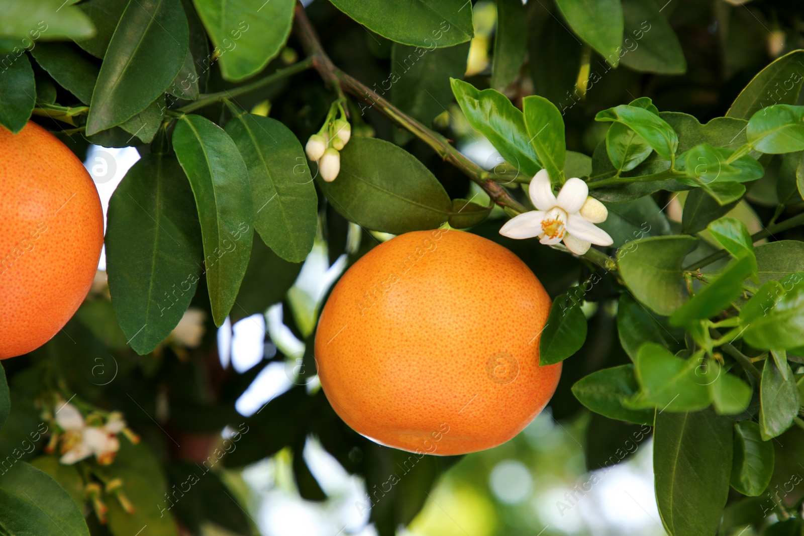 Photo of Ripening grapefruits and flowers growing on tree in garden