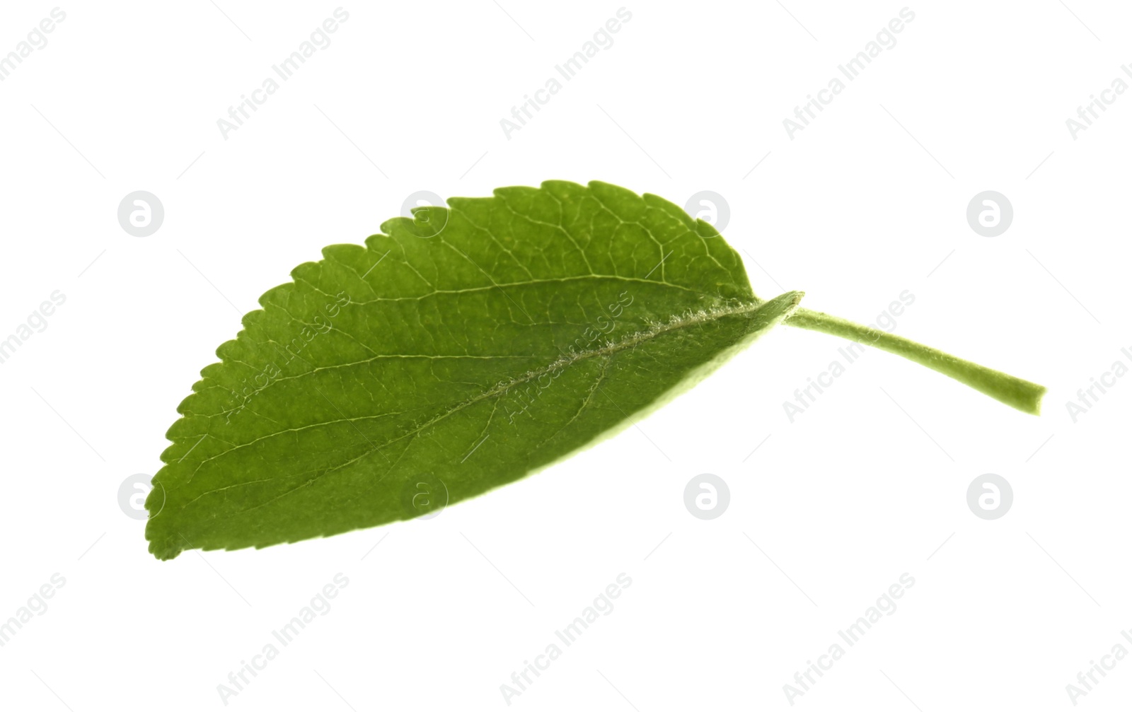 Photo of Green leaf of apple tree isolated on white