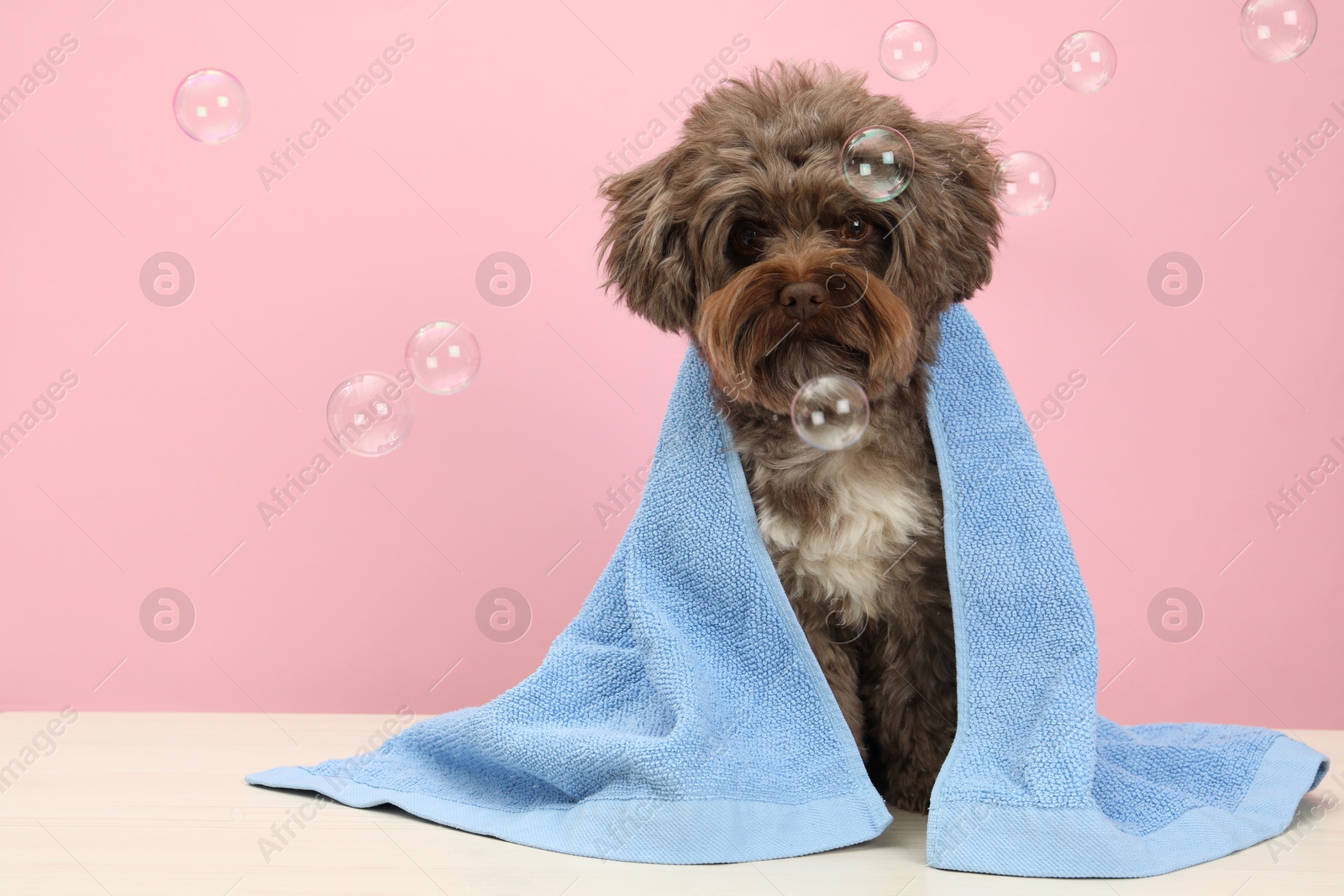 Photo of Cute Maltipoo dog with towel and bubbles on white table against pink background, space for text. Lovely pet