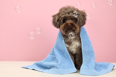 Cute Maltipoo dog with towel and bubbles on white table against pink background, space for text. Lovely pet