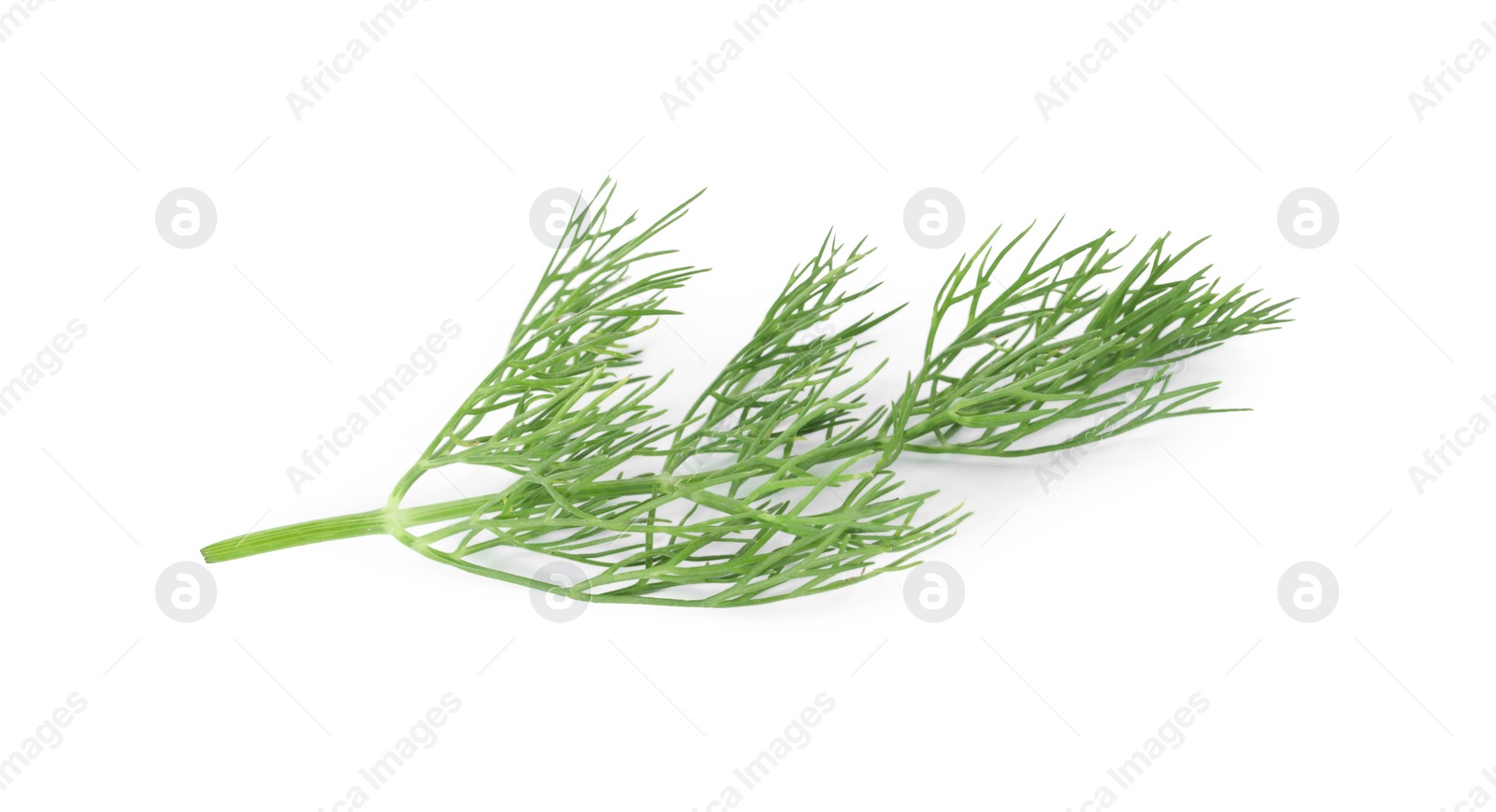 Photo of One sprig of fresh dill isolated on white