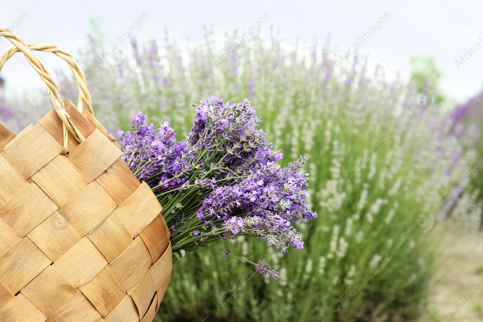 Photo of Wicker bag with beautiful lavender flowers in field. Space for text