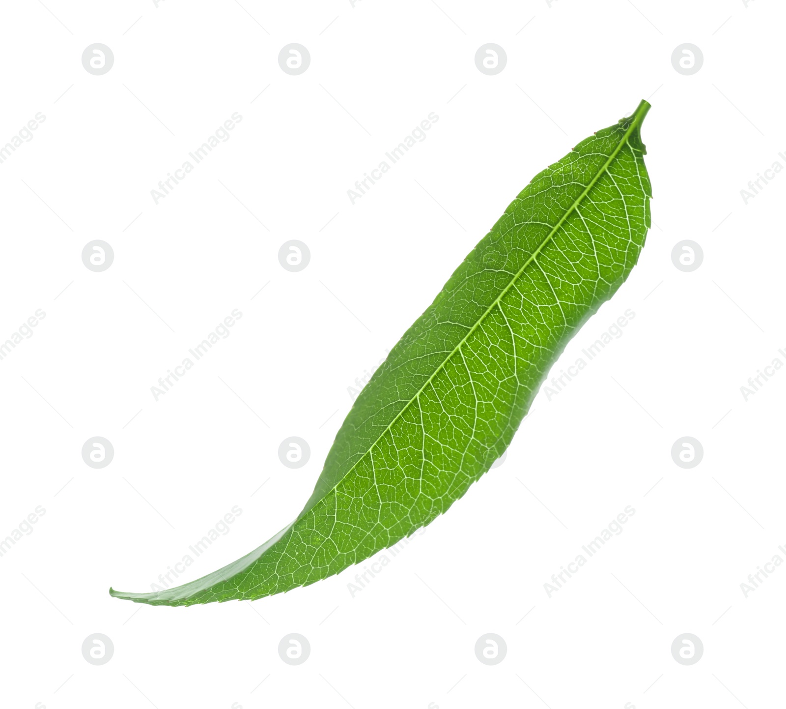 Photo of Fresh green peach leaf isolated on white