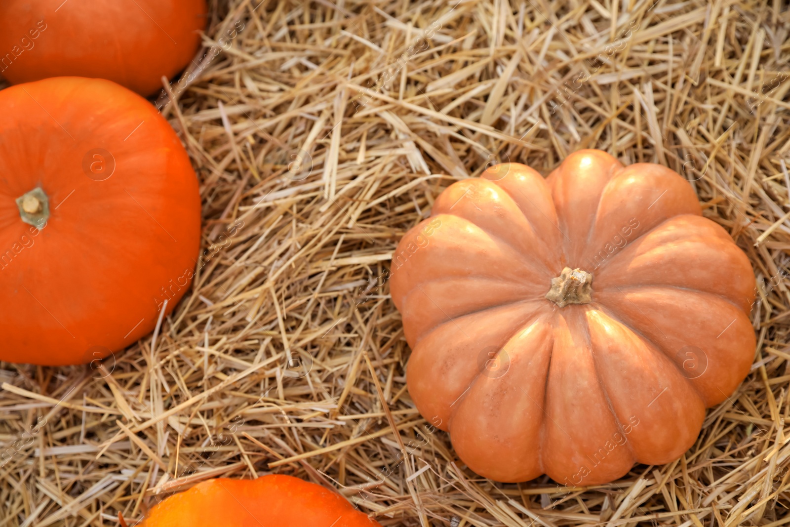 Photo of Ripe orange pumpkins among straw in field, flat lay