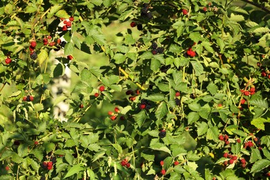 Photo of Ripe and unripe blackberries growing on bush outdoors