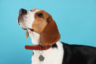 Photo of Adorable Beagle dog in stylish collar on light blue background