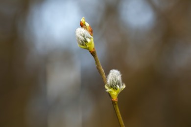 Photo of Beautiful pussy willow branch with catkins outdoors, closeup